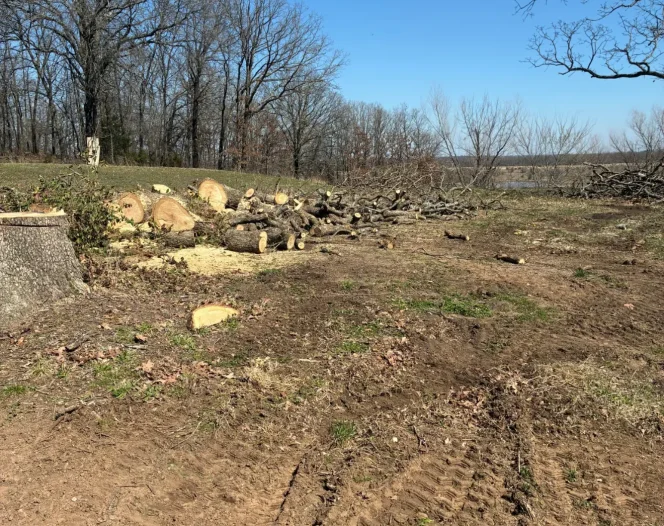 A field cleared of trees with several logs, branches, and wood chips scattered on the ground.